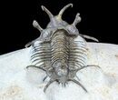 Alien Looking Ceratarges Trilobite - Top Quality #56543-3